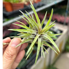 T. neglecta