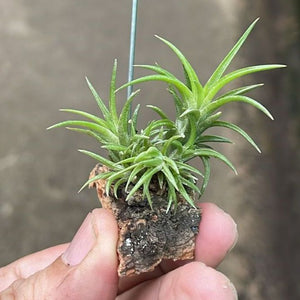 T. neglecta Clump