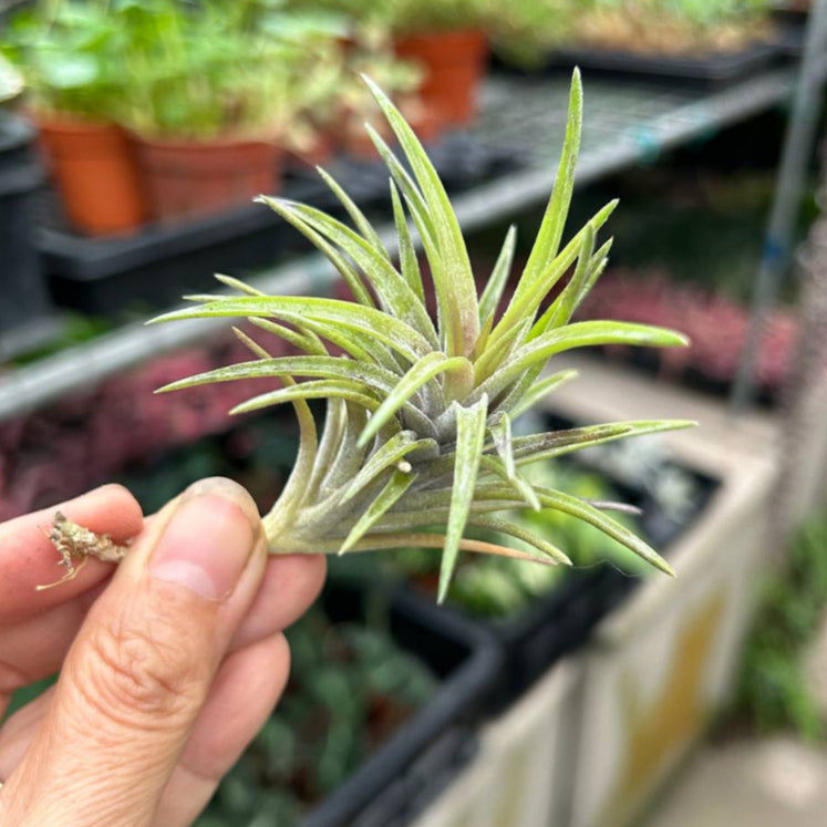T. neglecta