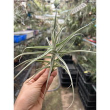 T. paleacea