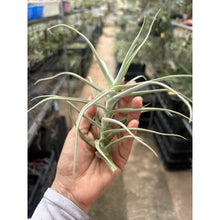 T. paleacea