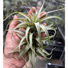 T. pampasensis