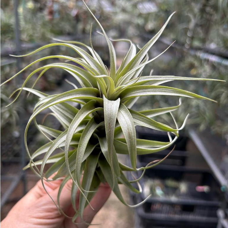 T. pampasensis