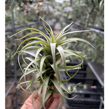 T. pampasensis