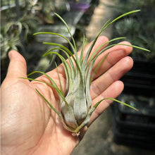 T. paraensis