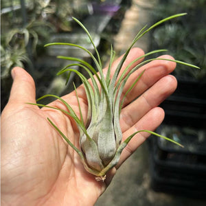 T. paraensis