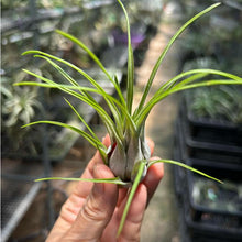 T. paraensis