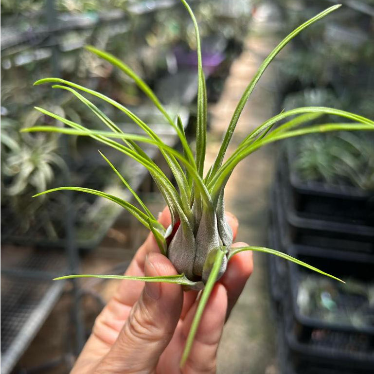 T. paraensis