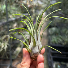 T. paraensis