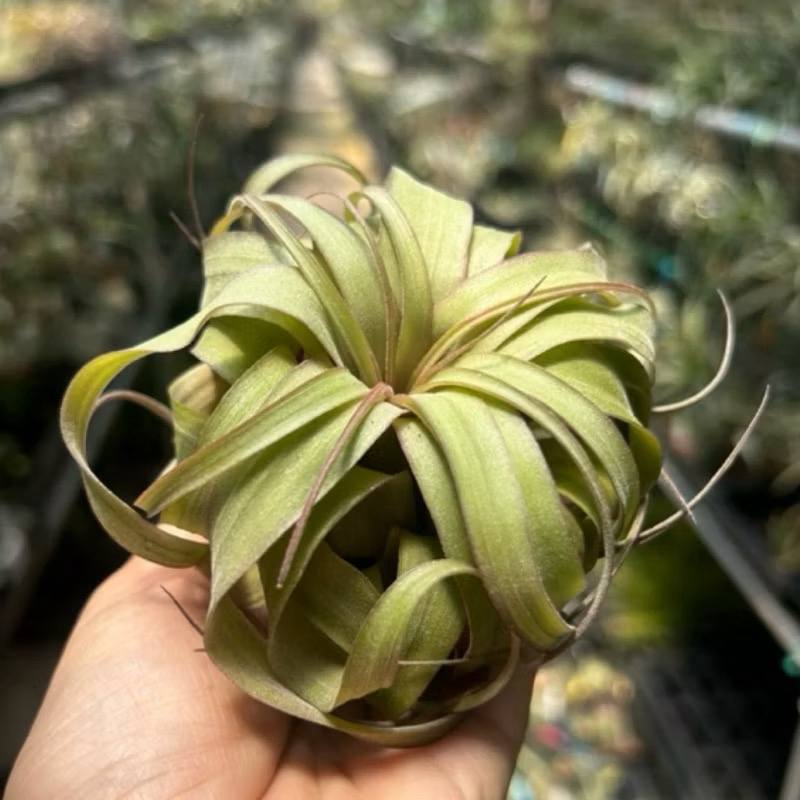 Tillandsia ‘Eric Knobloch’ Variegated T. Eric Knobloch For Sale | Pick A Plant Online – Pick a Plant Online
