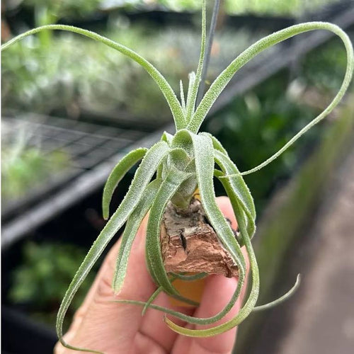 T. diguetii
