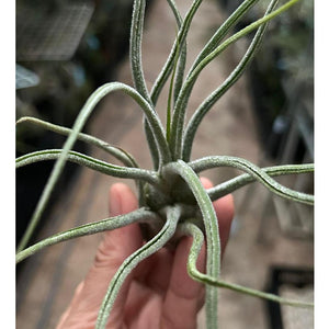 T. pruinosa Colombia