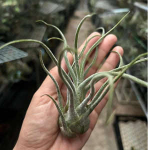 T. pruinosa Colombia