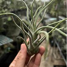 T. pruinosa Colombia