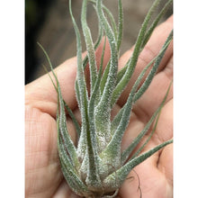 T. pruinosa Hybrid