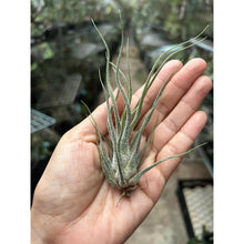 T. pruinosa Hybrid
