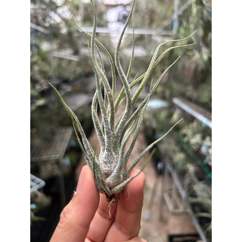 T. pruinosa Hybrid