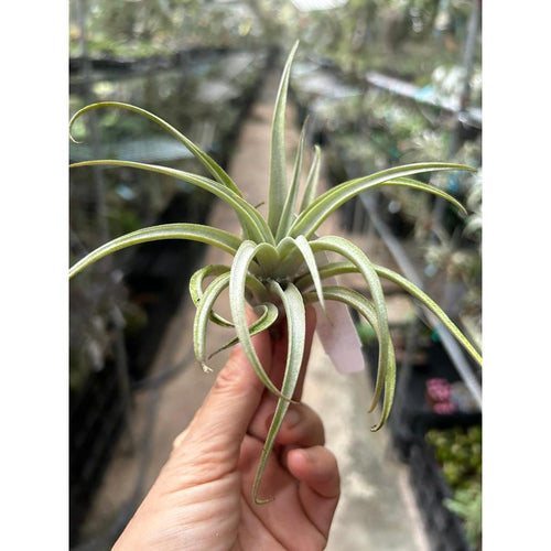 T. pseudomicans