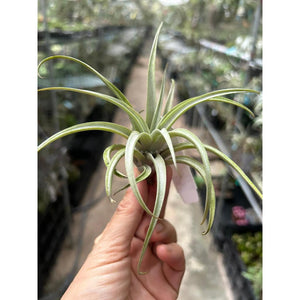 T. pseudomicans