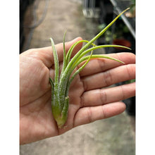 T. pueblensis