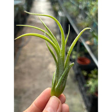 T. pueblensis