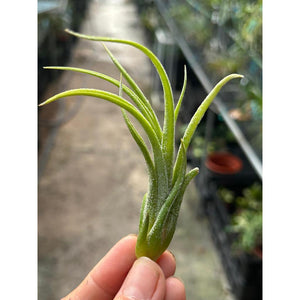 T. pueblensis