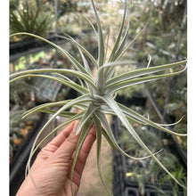 T. purpurea #2