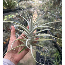 T. purpurea #2