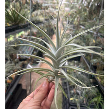 T. purpurea #2