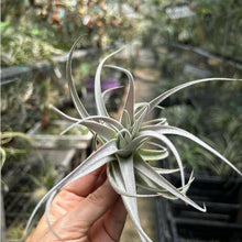 T. recurvifolia var subsecundifolia