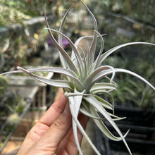 T. recurvifolia var subsecundifolia
