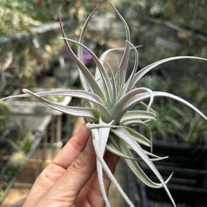 T. recurvifolia var subsecundifolia