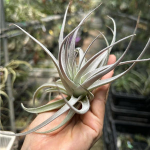 T. recurvifolia var subsecundifolia