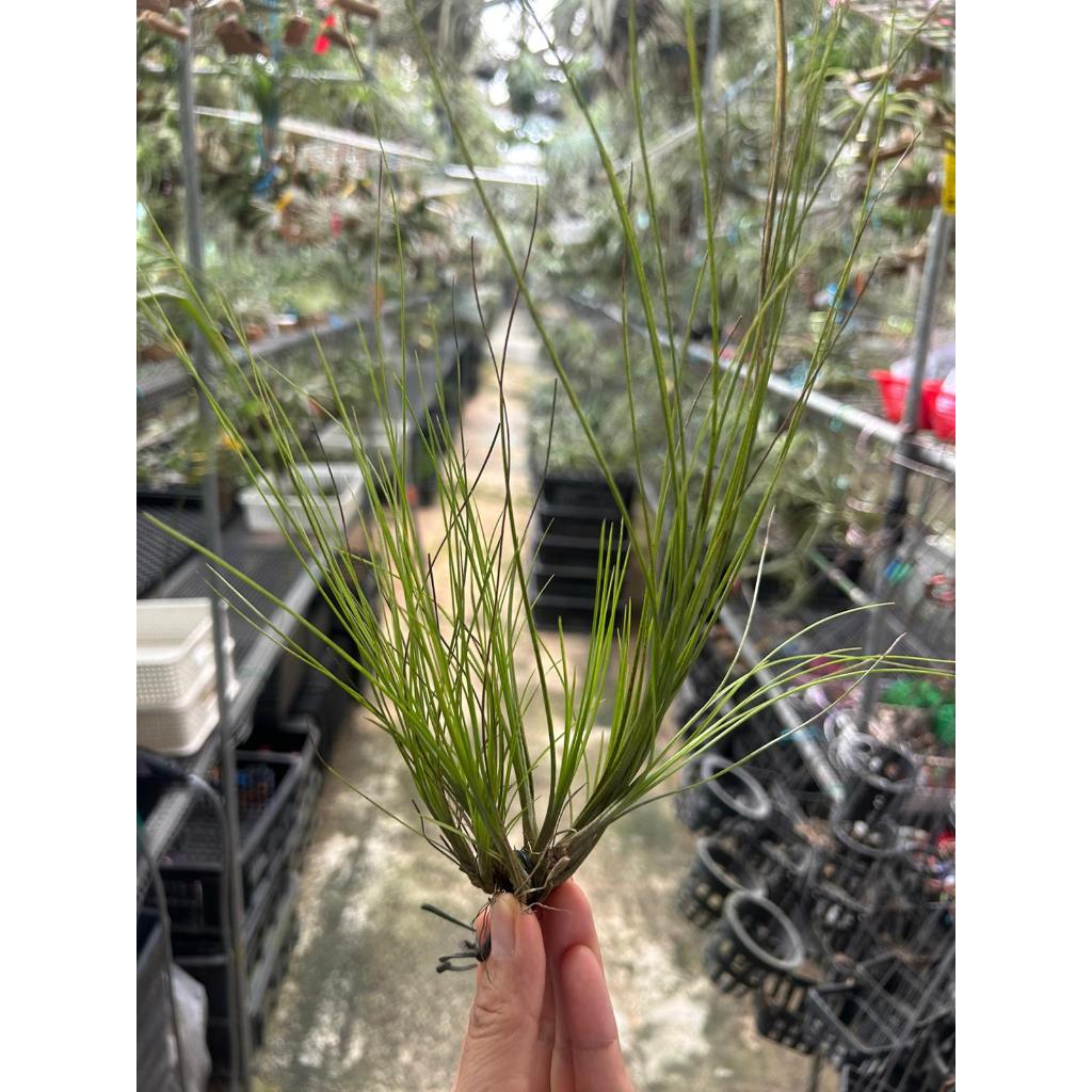 T. remota clump