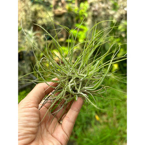 T. schiedeana (Mini Clump)
