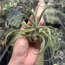 T. seleriana Hybrid