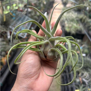 T. seleriana Hybrid