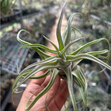 T. seleriana Hybrid