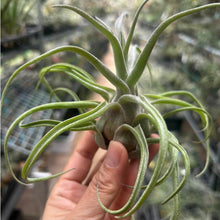 T. seleriana Hybrid