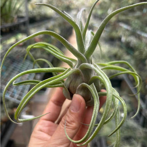 T. seleriana Hybrid