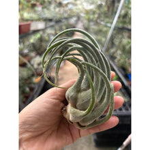 T. seleriana (Seedgrown)