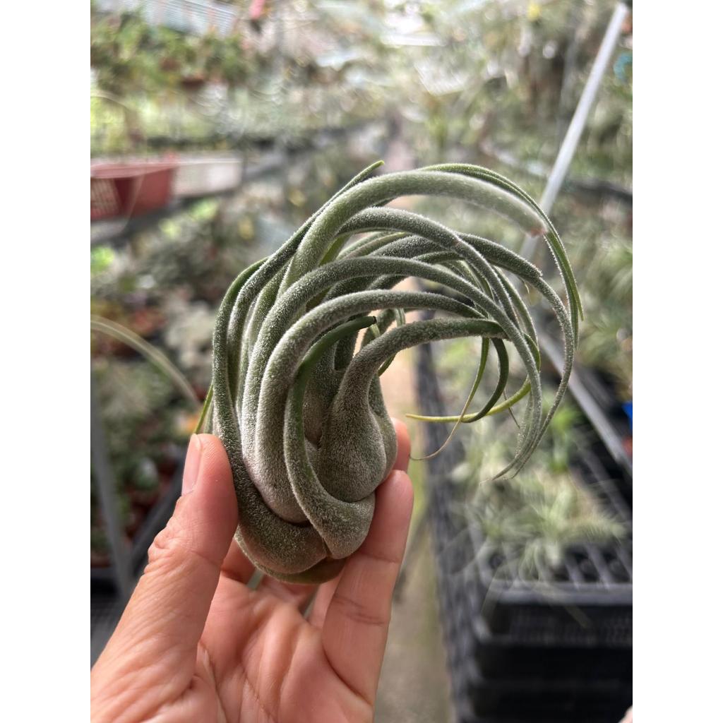 T. seleriana (Seedgrown)