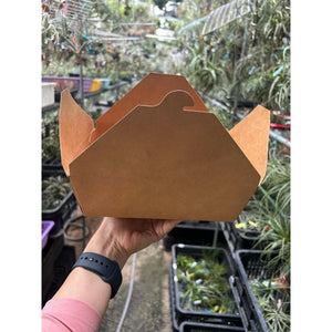 10 Mystery Airplants for $20