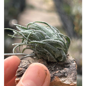 T. sprengeliana on Corkbark Holder