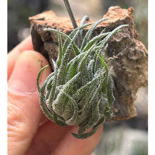 T. sprengeliana on Corkbark Holder