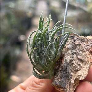 T. sprengeliana on Corkbark Holder