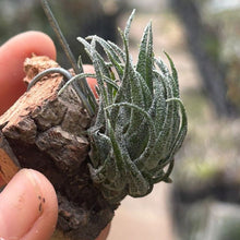 T. sprengeliana on Corkbark Holder