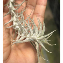 T. stellifera