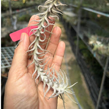 T. stellifera