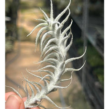 T. stellifera